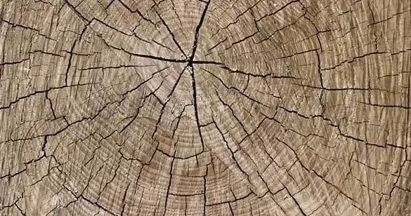 232.webp.jpg 232.webp.jpg